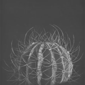 Carte Postale Judith Rothchild « Cactus »