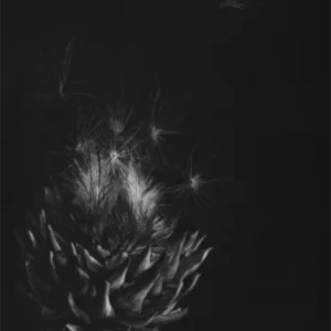 Carte Postale Judith Rothchild «Artichoke »